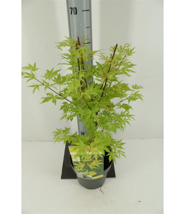 Acer Palm Anne Irene | Pot size 19 | Per piece