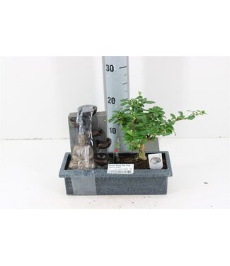 ME Bonsai Mixed Ball Easy Care Fontein P29 | Per stuk