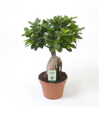 ME Ficus Micr. Ginseng | Topfgröße 17 | Pro 6 Stück