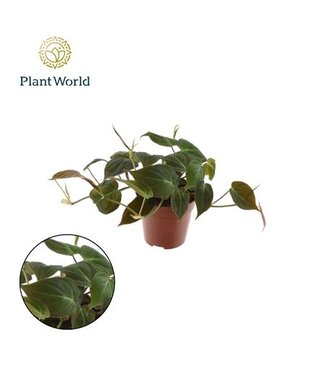 ME Philodendron Scandens Micans | Pot size 12 | 8 pieces