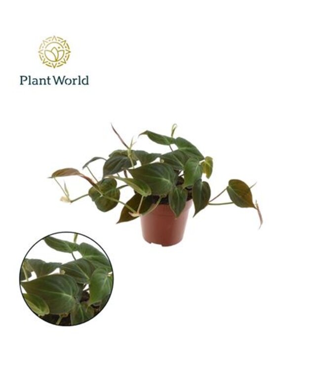 Philodendron Scandens Micans | Topfgröße 12 | 8 Stück