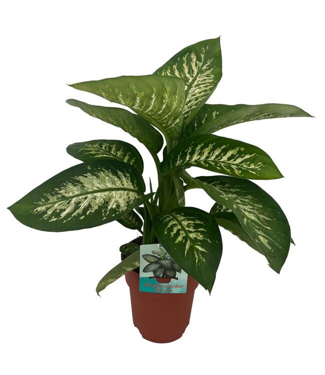 Dieffenbachia Tropic Snow | Pot size 19 | Each