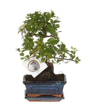 ME Bonsai 'sageretia' In Ø15cm Ceramic S-shape | Potmaat 15 | Per stuk