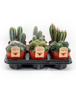 ME Cactus Mix | Pot size 12 | Per piece