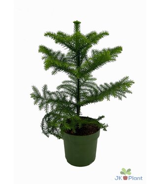 ME Araucaria | Per 7 pieces