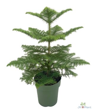 ME Araucaria | each