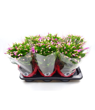 ME Schlumbergera 17 cm pink | Per 6 pieces