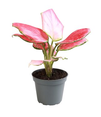 ME Aglaonema Red Dragon | Per 12 stuks