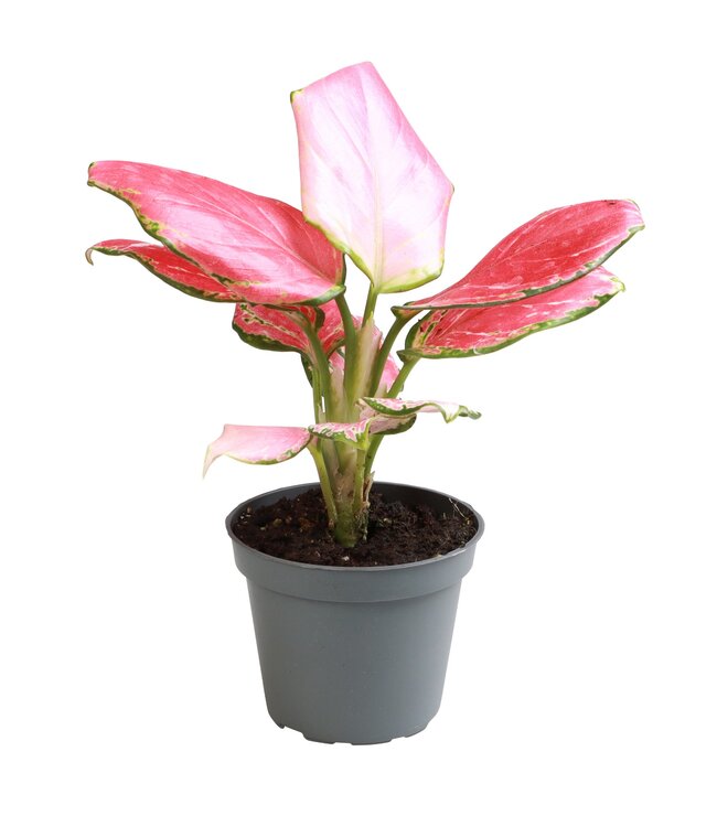 Aglaonema Red Dragon | Per 12 pieces