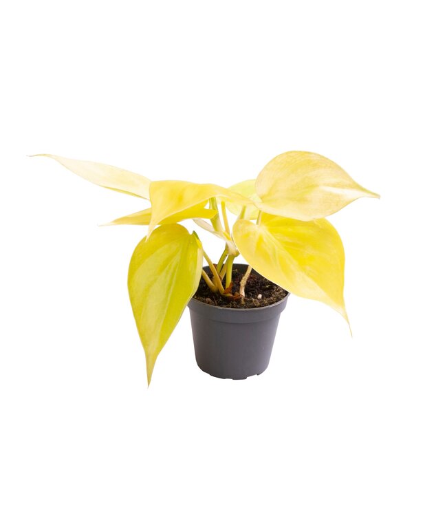 Philodendron Neon | Per 12 stuks