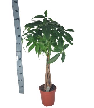 ME Pachira Aquatica 21 cm | Per stuk