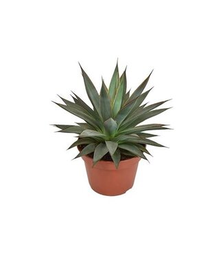 ME Agave Shaka Koko | Topfgröße 15 | Pro 3 Stück