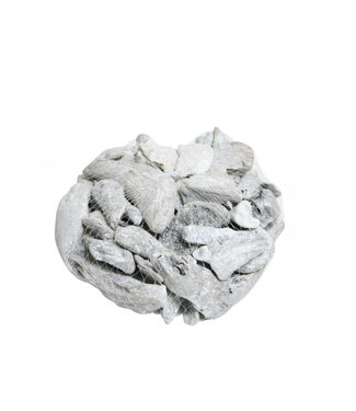4A Bois flotté blanc séché décoration | Poids 300 - 500 grammes | Par pièce