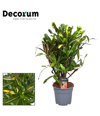 ME Croton Mammi Yellow vertakt (Decorum) ( x 1 )