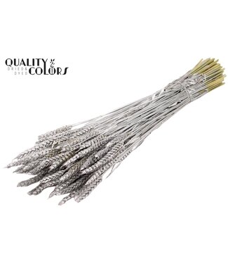 QC Dried wheat | Triticum dry flowers | Length 60 centimetres | Silver | Per 6 bunches