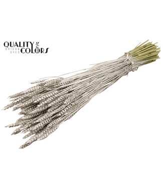 QC Gedroogde tarwe | Triticum droogbloemen | Lengte 60 centimeter | Platinakleurig | Per 6 bossen