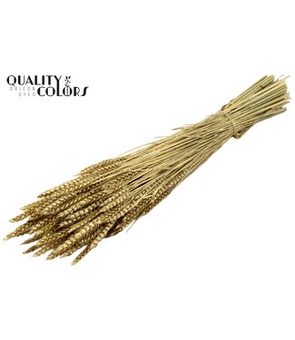 QC Dried wheat | Triticum dry flowers | Length 60 centimetres | Gold-coloured | Per 20 bunches