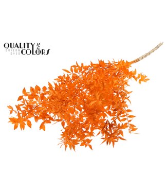 QC Ruscus 70cm 5 pc/bunch Orange (2x5 bunch/poly) ( x 10 )