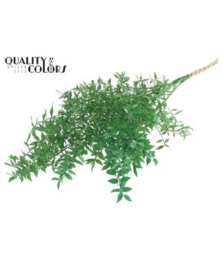 QC Ruscus 70cm 5 pc/bunch Light Green (2x5 bunch/poly) ( x 10 )