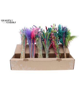 QC Various Driedflower Mix Colourful 7 ( x 6 )