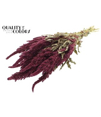 QC Amaranthus per bunch Natural Red ( x 6 )