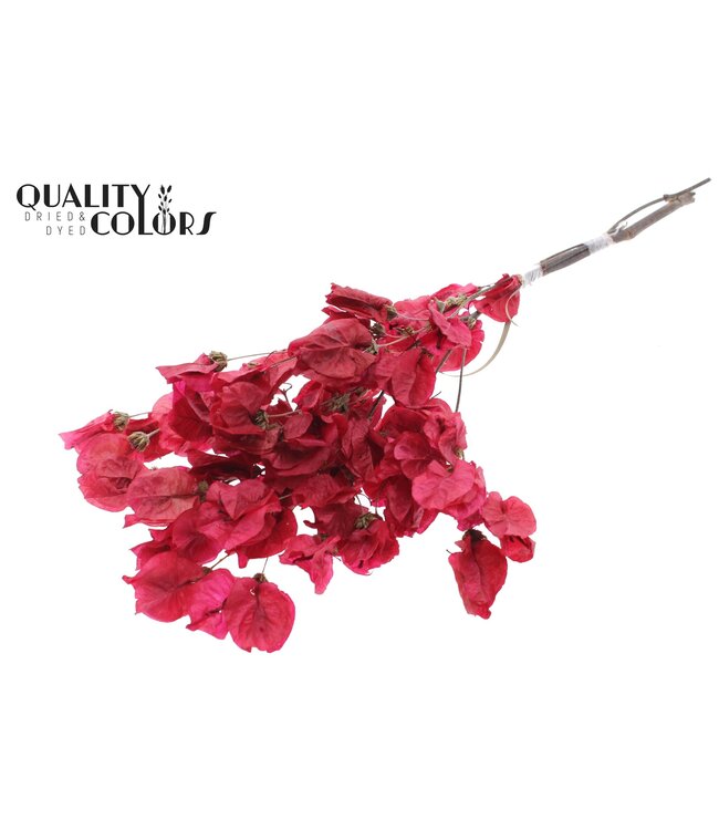 Bougainvillea p/bunch in poly Red ( x 10 )