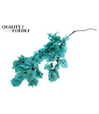 QC Türkisfarbene Bougainvillea Trockenblumen pro Bund in Plastiktüte | Pro 10 Stück