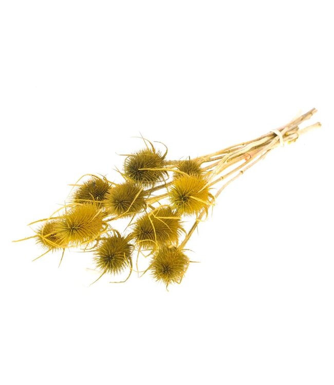 Yellow dried Daardbol | Chardon dried flowers | Length 55 centimetres | Order per 15 bunches