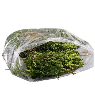 AD Buxus Zak ( x 1 )