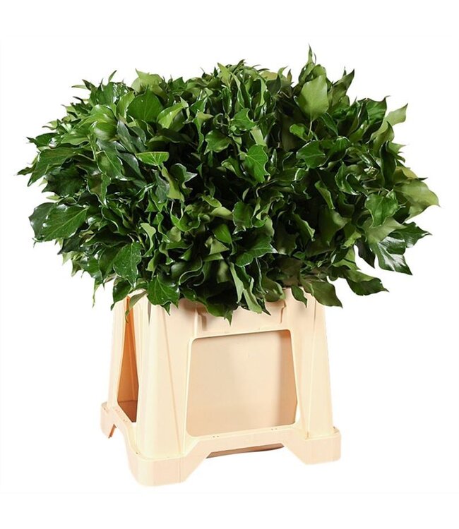 Hedera ( x 10 )