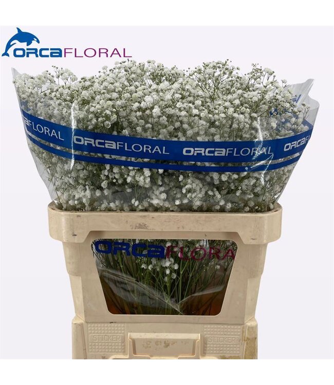 Gypsophila Xlence Orca ( x 50 )