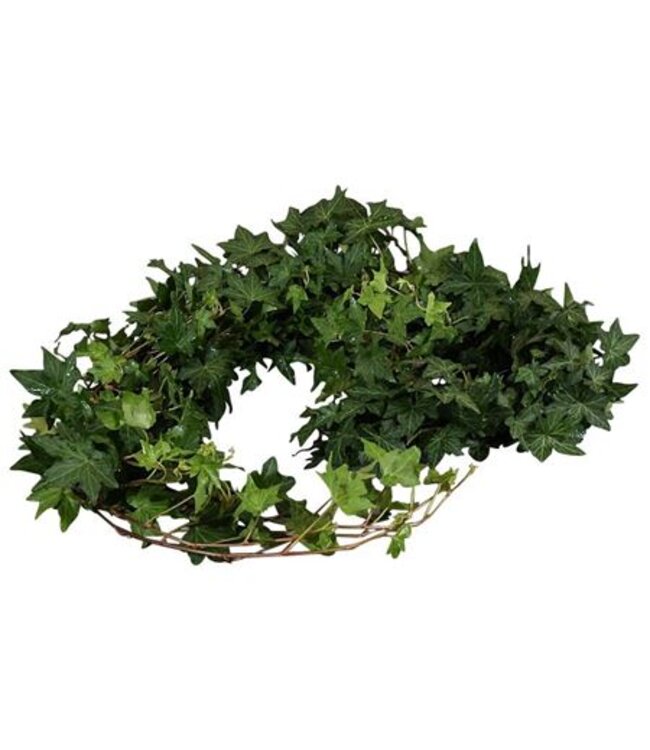 Hedera Rank ( x 50 )