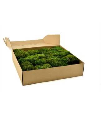 AD Hair Moss Gepreserveerd Ca. 0.17m2 ( x 1 )