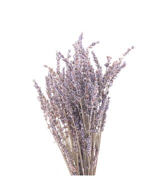 AD Lavendel Gedroogd ( x 80 )