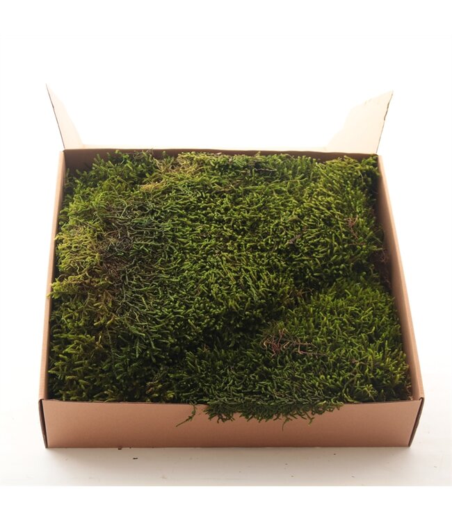 Long Moss Gepreserveerd Ca 0,35 M2 ( x 1 )