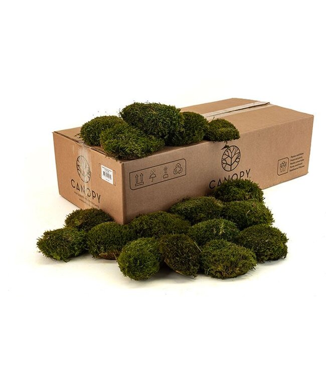 Mood Moss Gepreserveerd Bulk Ca. 0,8 M2 ( x 1 )