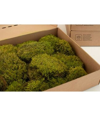 AD Mood Moss Gepreserveerd Ca. 0,2 M2 ( x 1 )