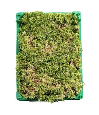 AD Sphagnum Plastic ( x 1 )