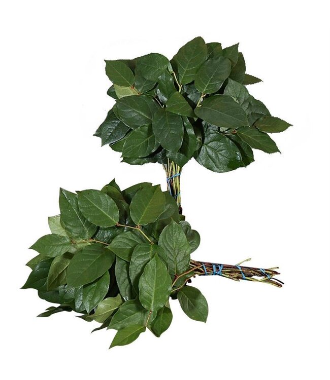 Salal Mini ( x 25 )