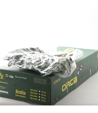 AD Aralia Vacuüm Orca ( x 40 )