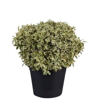 AD Pittosporum Nigra ( x 24 )