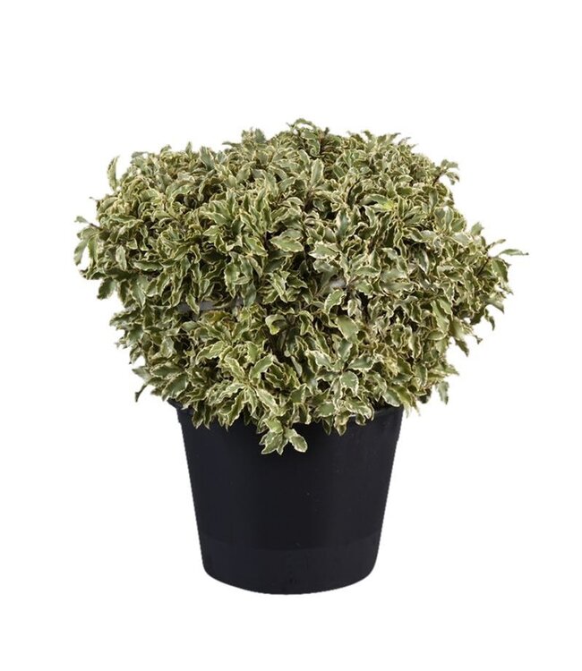 Pittosporum Nigra ( x 24 )