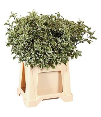 AD Pittosporum Nigra ( x 10 )