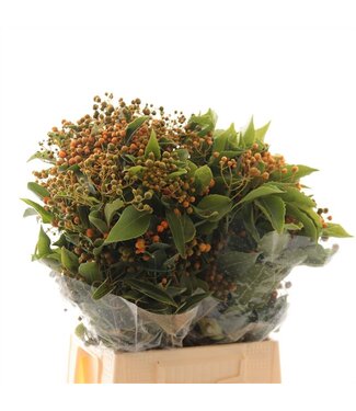 AD Pittosporum Rombofoglia ( x 10 )