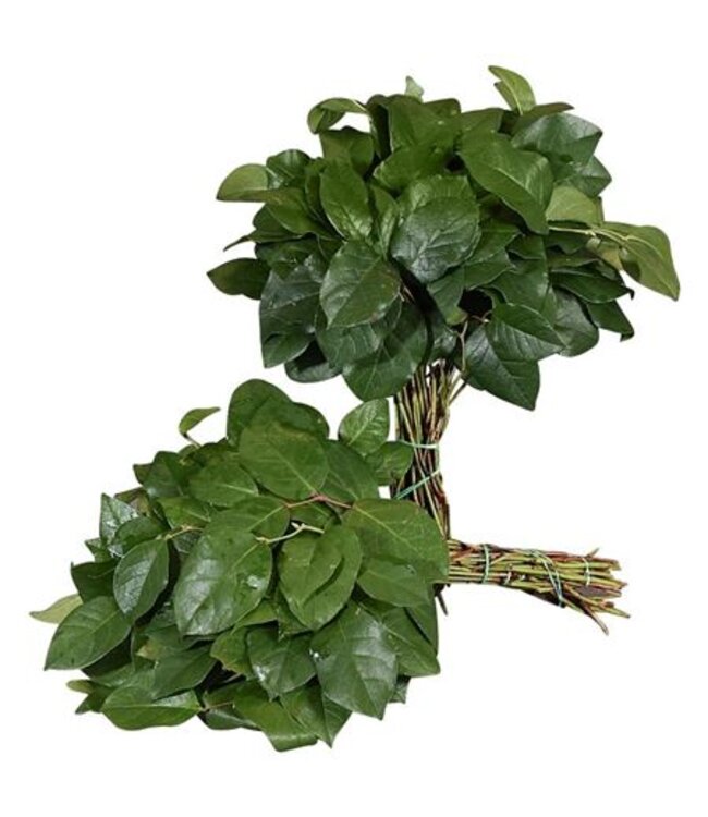 Salal Tip ( x 25 )