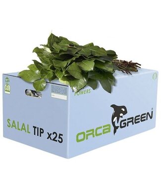 AD Salal Tip Orca ( x 25 )