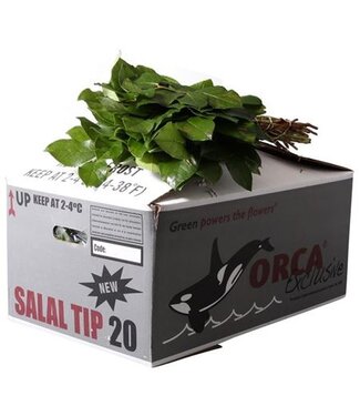 AD Salal Tip Orca Exclusive ( x 20 )