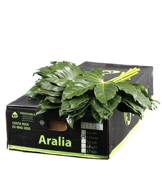 AD Aralia Gr. Beauty ( x 40 )