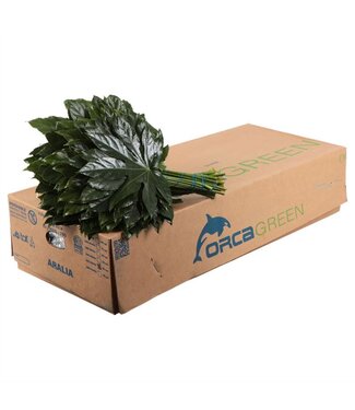 AD Aralia Orca ( x 40 )