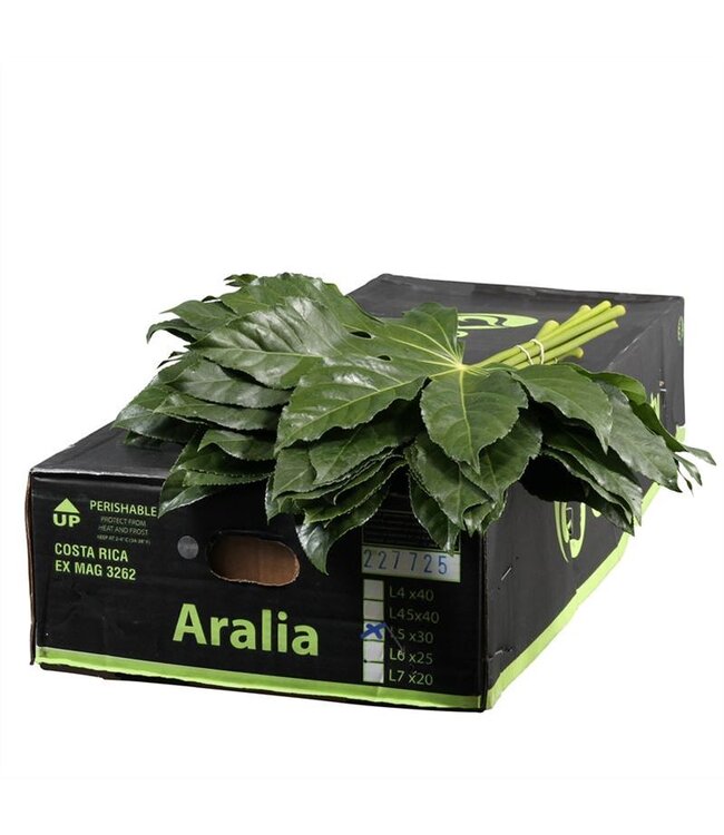 Aralia Gr. Beauty ( x 30 )